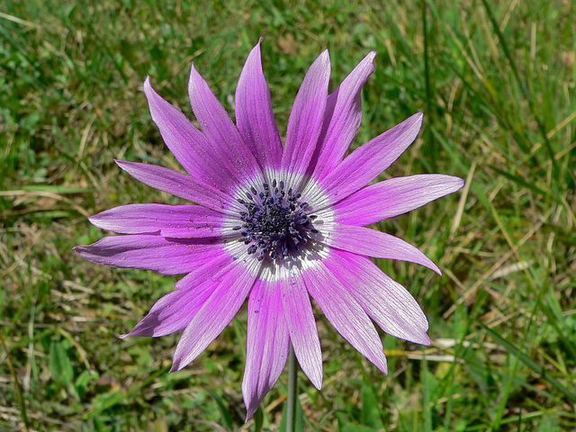 Anémone des jardins