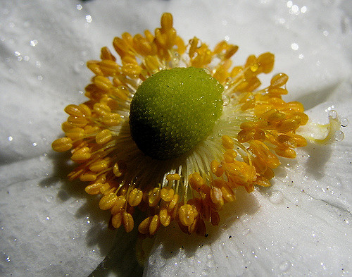 Anemone hupehensis (Anemone hupehensis)