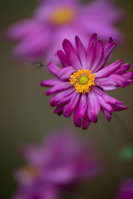 Anemone hupehensis