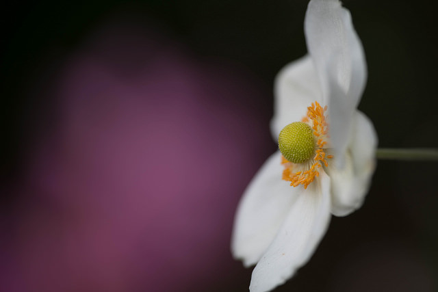 Anemone hupehensis
