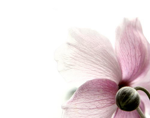 Anemone hupehensis