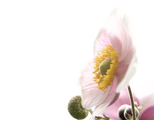 Anemone hupehensis