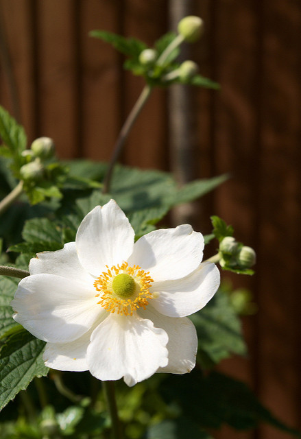 Anemone hupehensis