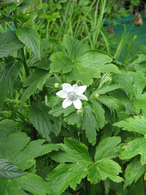Anemone leveillei (Anemone leveillei)