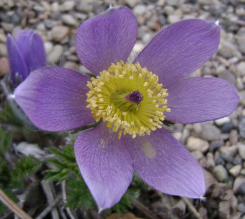 Anémone multifide