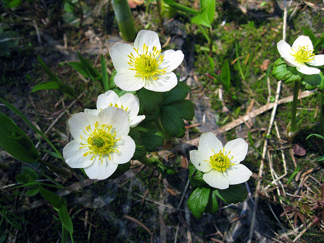 Anémone à feuilles de narcisse