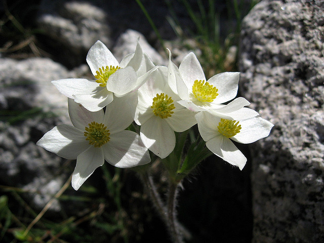 Anémone à feuilles de narcisse