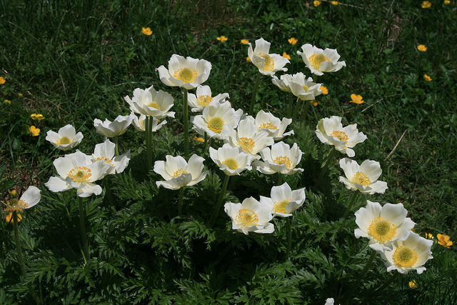 Anémone à feuilles de narcisse