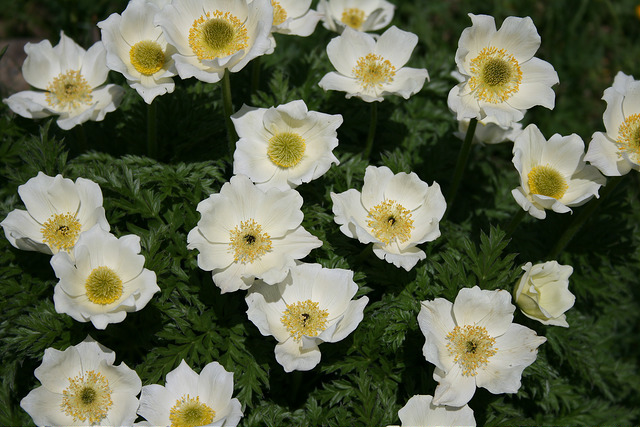 Anémone à feuilles de narcisse