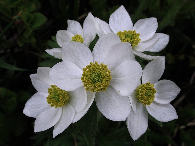 Anémone à feuilles de narcisse