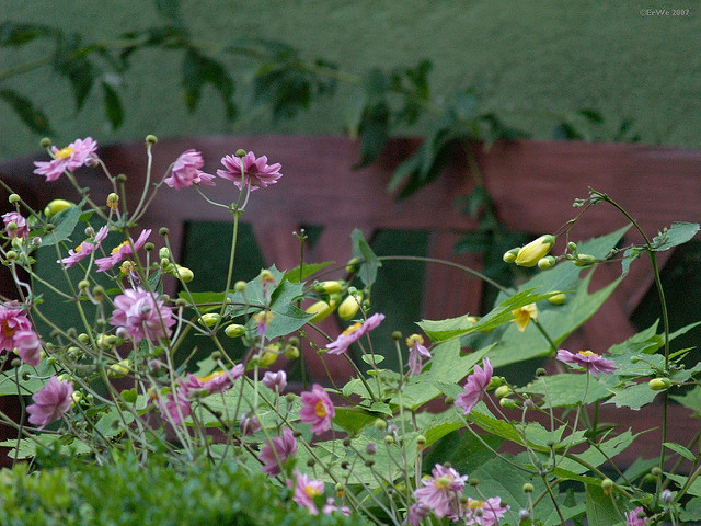 Anemone malvifolia (Anemone palmata)