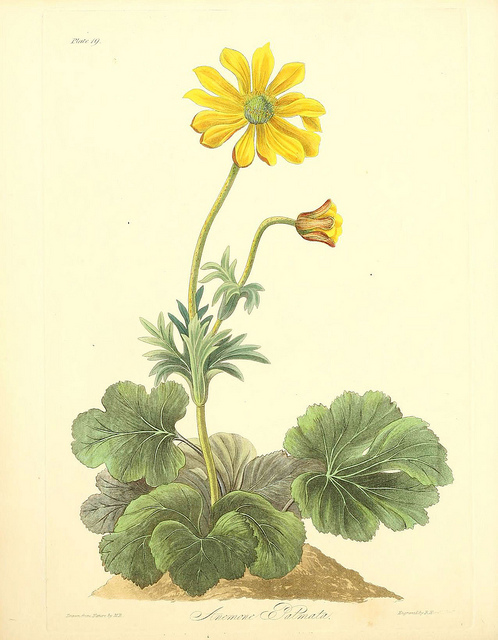 Anemone malvifolia