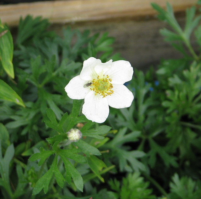 Anemone malvifolia