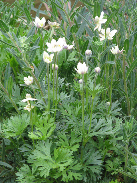 Anemone malvifolia