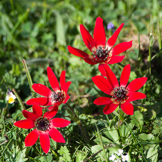 Anémone des jardins
