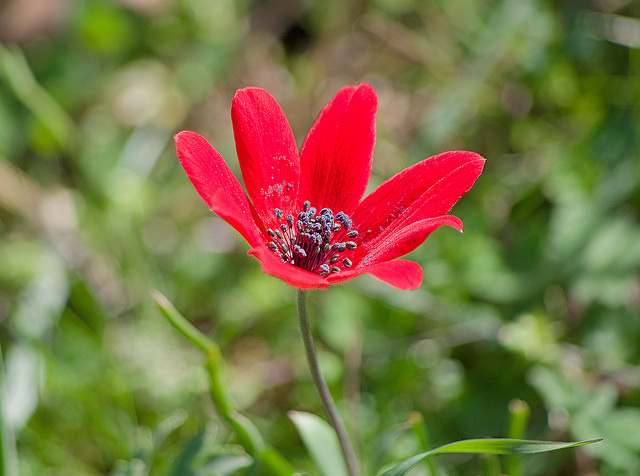 Anémone des jardins