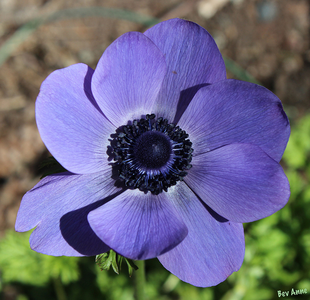 Anémone des jardins (Anemone pavonina)