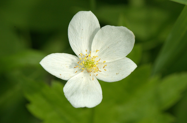 Anemone quinquefolia