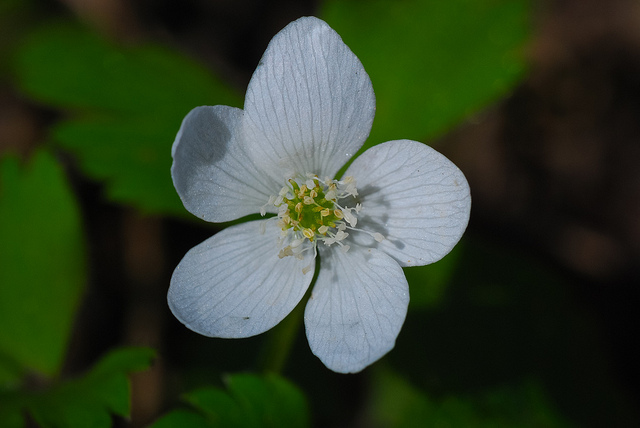 Anemone quinquefolia