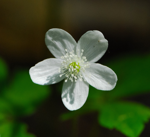 Anemone quinquefolia