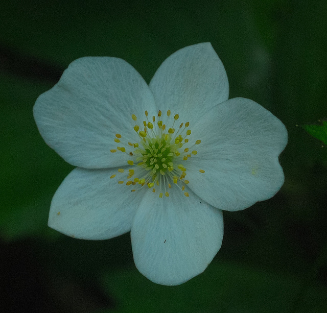 Anemone quinquefolia
