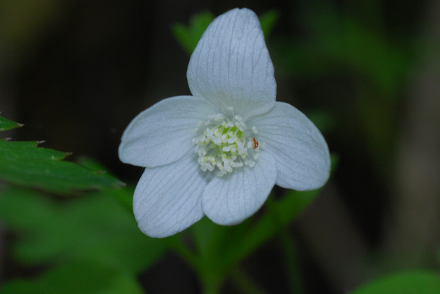 Anemone quinquefolia
