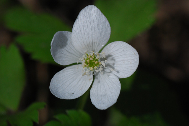 Anemone quinquefolia (Anemone quinquefolia)