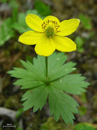Anemone richardsonii