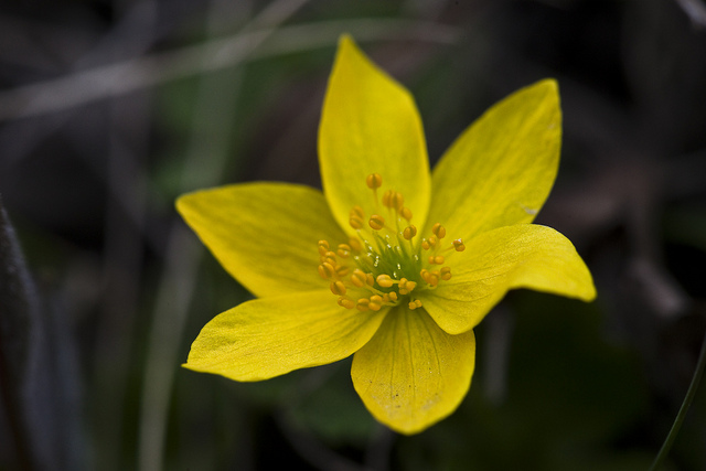 Anemone richardsonii (Anemone richardsonii)