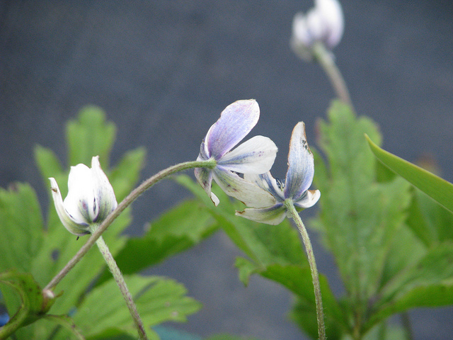 Anémone des rives (Anemone rivularis)