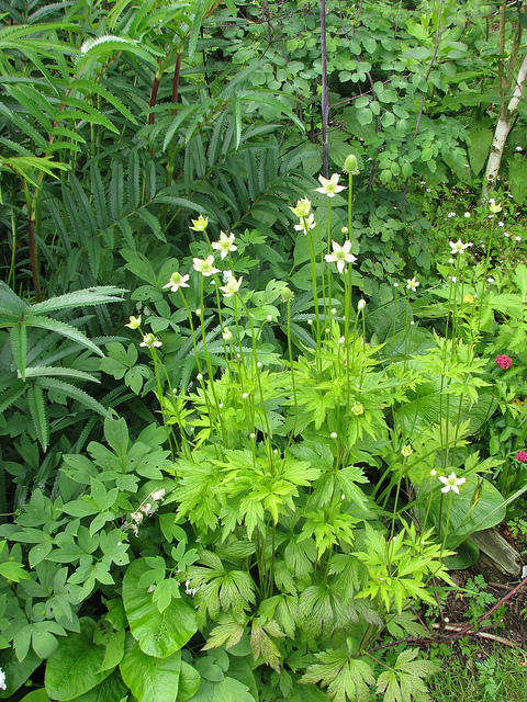 Anemone rupicola (Anemone rupicola)