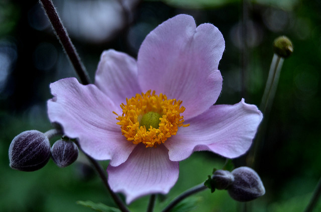 Anémone du japon tomentosa