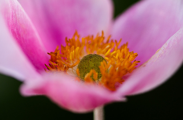 Anémone du japon tomentosa
