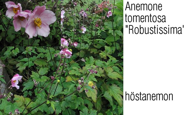 Anémone du japon tomentosa