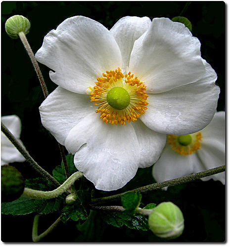 Anémone du japon tomentosa