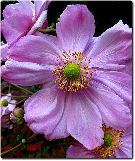 Anémone du japon tomentosa