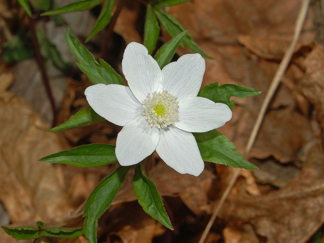 Anémone noble