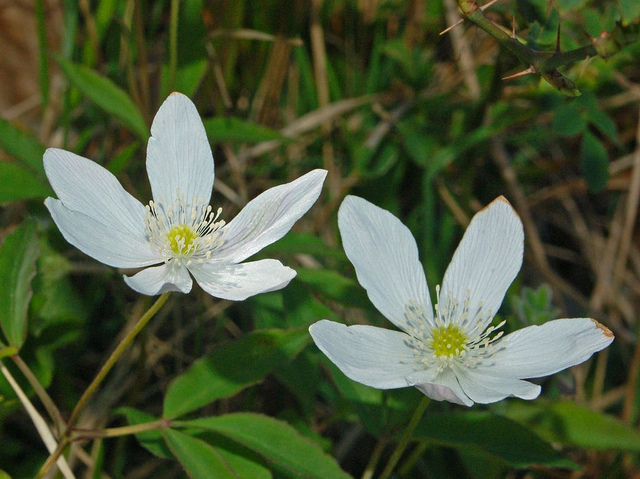 Anémone noble (Anemone trifolia)