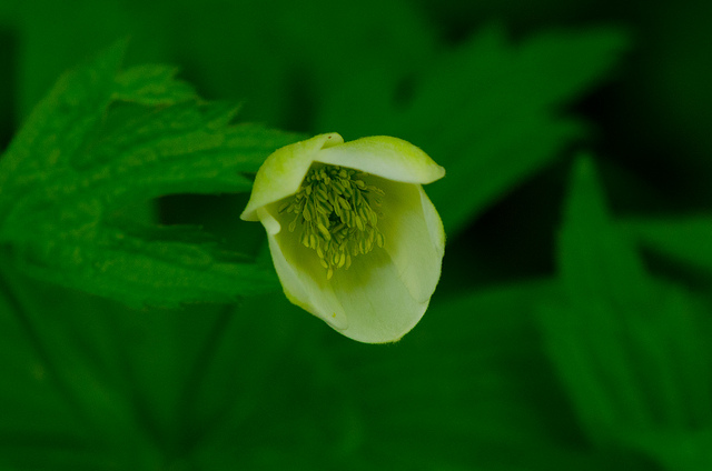 Anémone de virginie (Anemone virginiana)