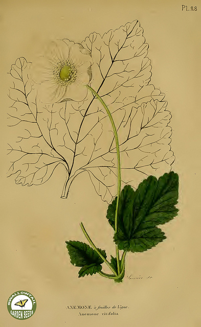 Anemone vitifolia