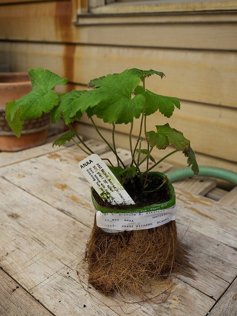 Anemone vitifolia