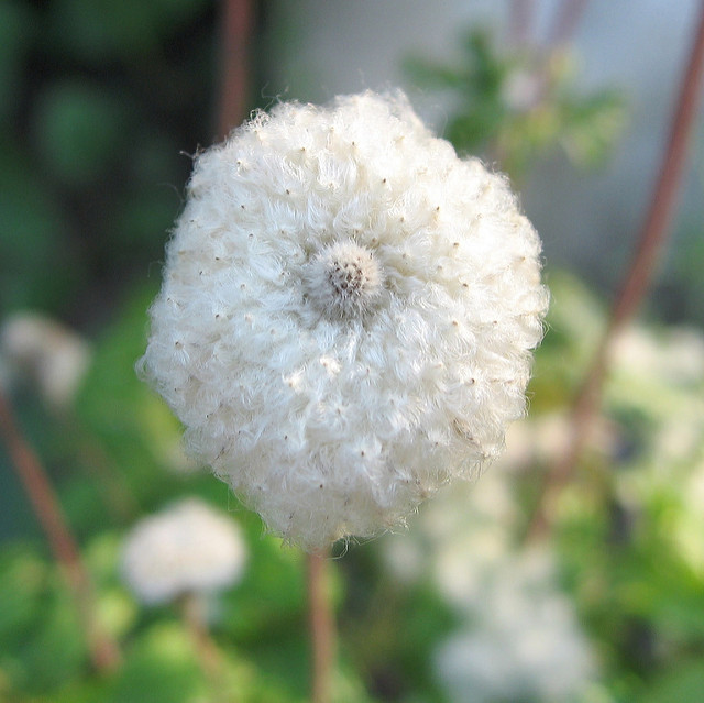 Anemone vitifolia