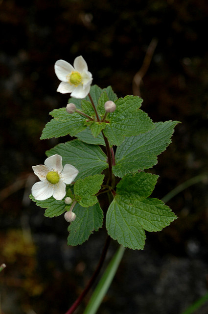 Anemone vitifolia