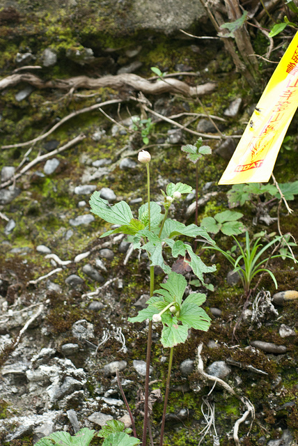Anemone vitifolia