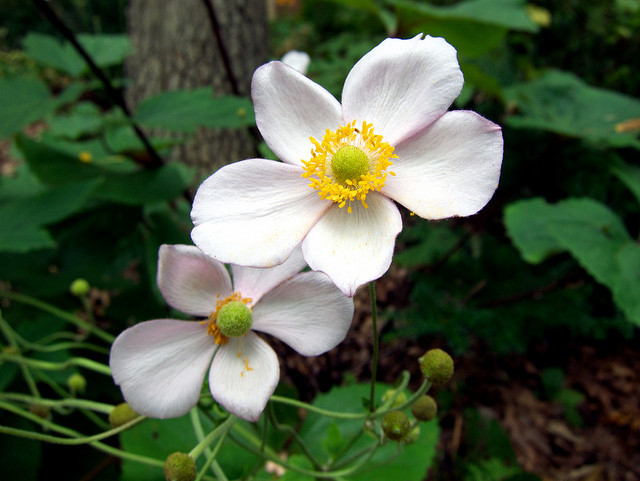 Anemone vitifolia (Anemone vitifolia)