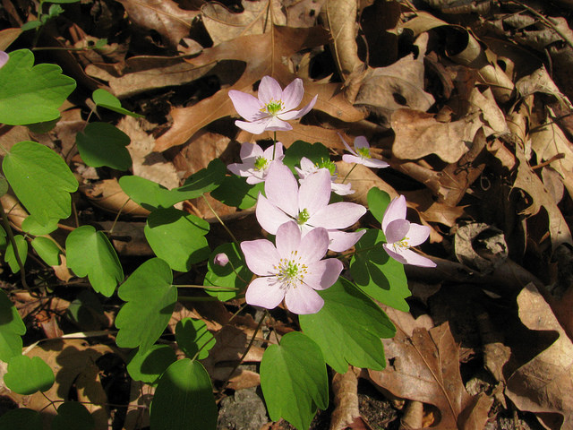 Thalictrum thalictroides