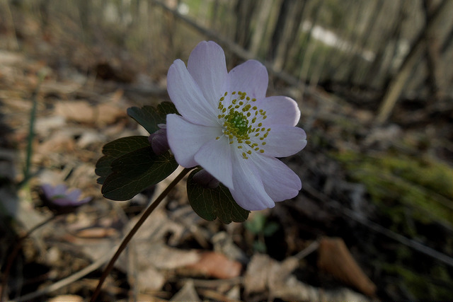 Thalictrum thalictroides