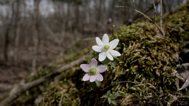 Thalictrum thalictroides