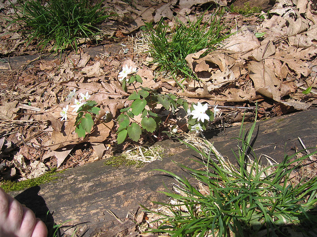 Thalictrum thalictroides