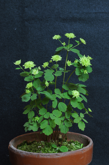 Thalictrum thalictroides